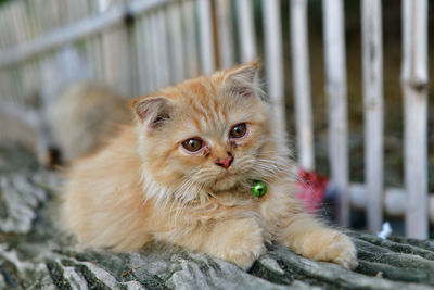 Portrait of kitten relaxing outdoors