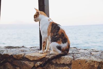 Cat on rock by sea against sky