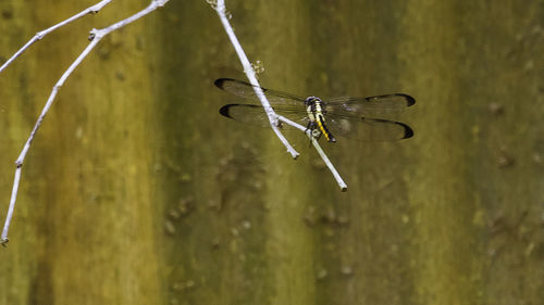 Close-up of insect on plant