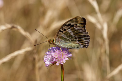 Close-up of butterfly pollinating on purple flower
