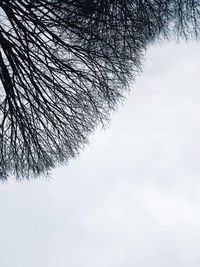 Low angle view of bare trees against sky
