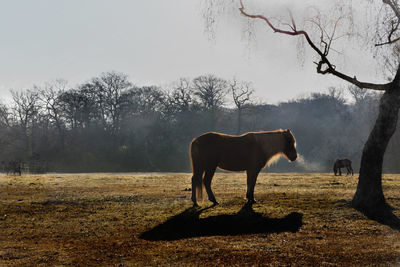 Horse standing in a field