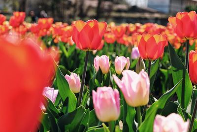 Close-up of pink tulips on field