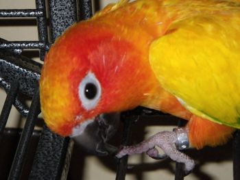 Close-up of orange parrot in cage