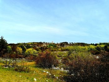 Scenic view of trees on field against sky