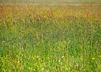 Scenic view of grassy field