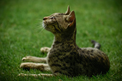 View of a cat looking away