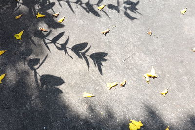 High angle view of dry leaves on street