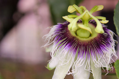 Close-up of passion flower