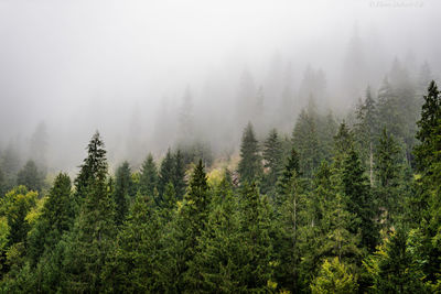 Pine trees in forest