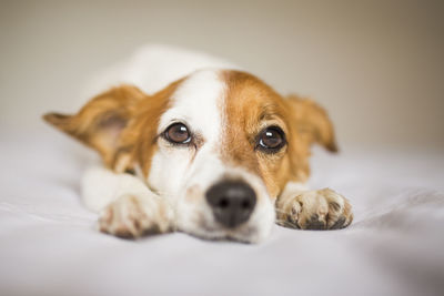 Portrait of dog relaxing on bed at home