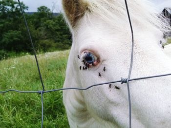 Close-up of horse on grass