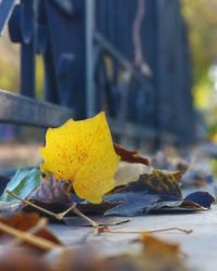 Close-up of yellow maple leaf