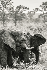 View of elephant in forest