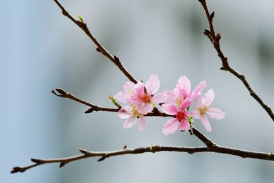 Close-up of cherry blossoms in spring