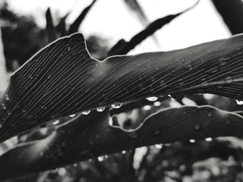 Close-up of raindrops on leaf