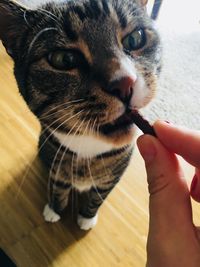 Close-up of hand holding cat