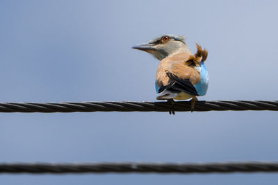 Low angle view of bird perching on rope