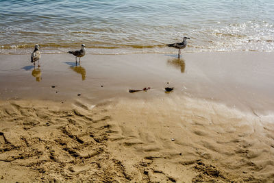 High angle view of birds on beach