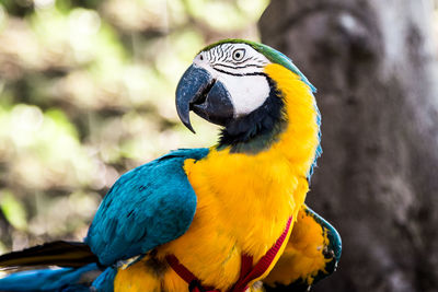 Close-up of a parrot