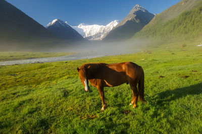 Horse grazing in field