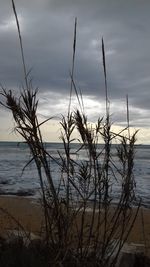 Plants growing on beach against sky