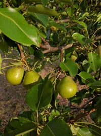 Close-up of fruits growing on tree