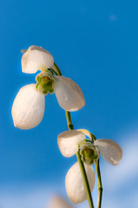 Close-up of white flower