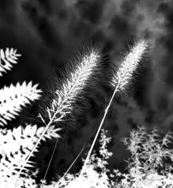Close-up of grass