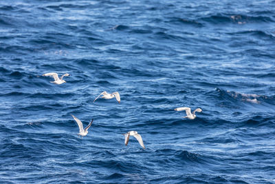 Swans swimming in sea