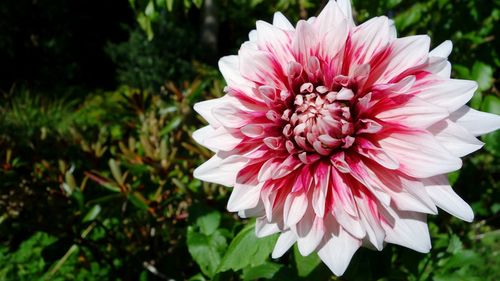 Close-up of pink dahlia flower