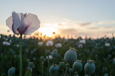 Close-up of flowering plant on field against sky