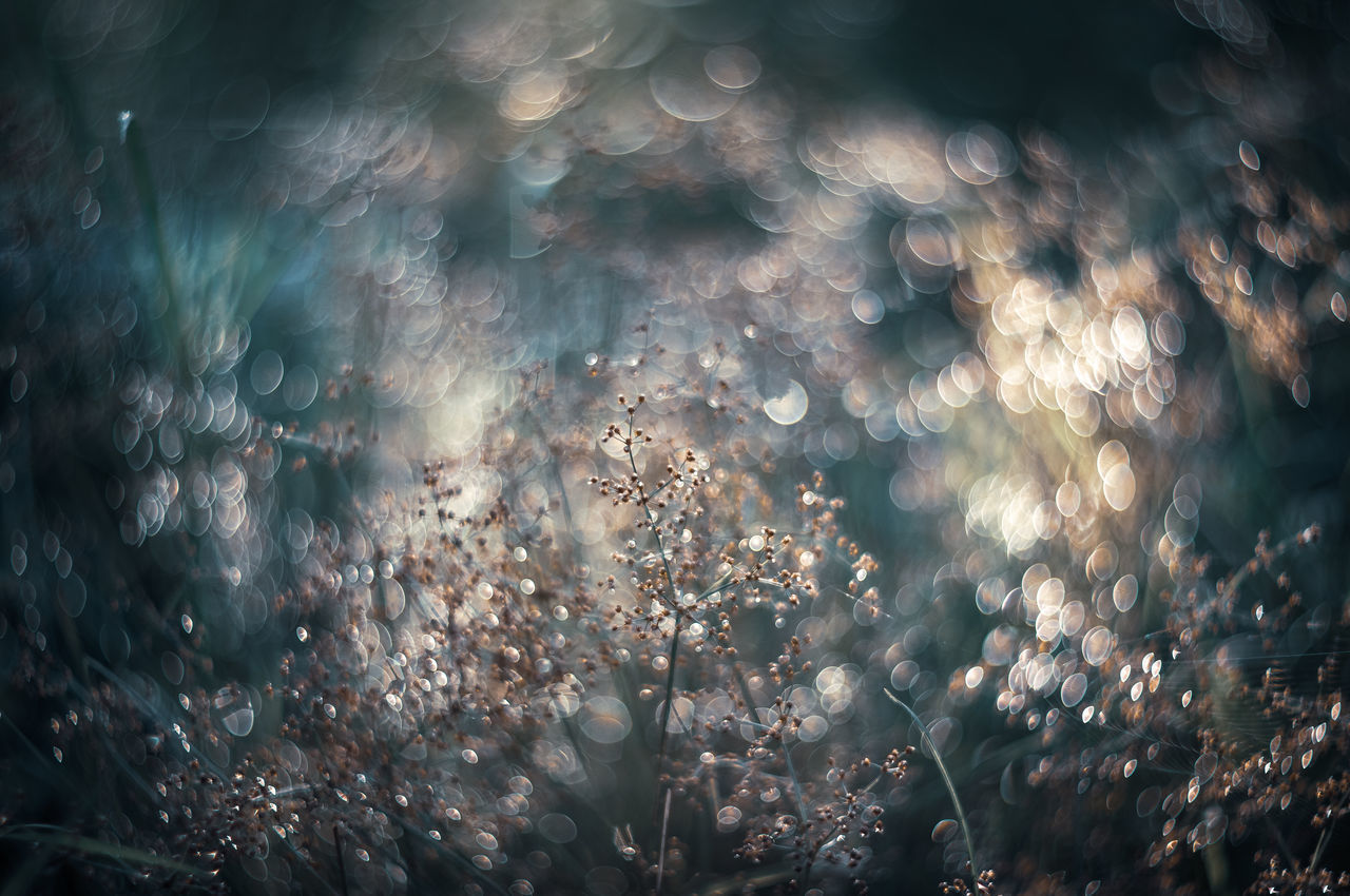 FULL FRAME SHOT OF PLANTS