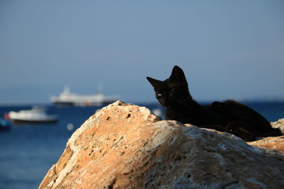 View of a cat on rock