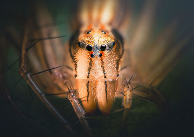 Up-close and personal with a tiny lean lynx spider oxyopes macilentus. 