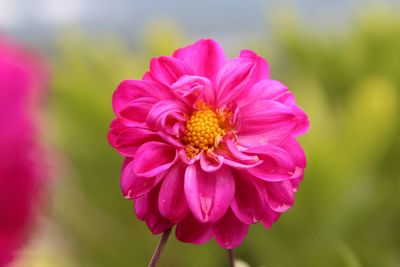 Close-up of pink flower