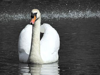 Birds in calm water