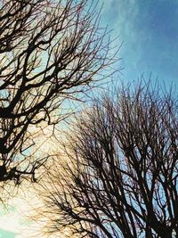 Low angle view of bare tree against sky