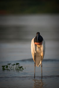 Jabiru stork perching in water