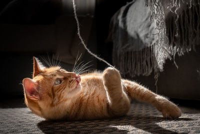 Close-up of cat resting