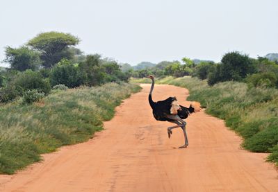 Horse on dirt road against clear sky