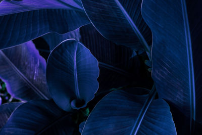 Close-up of purple flowering plant