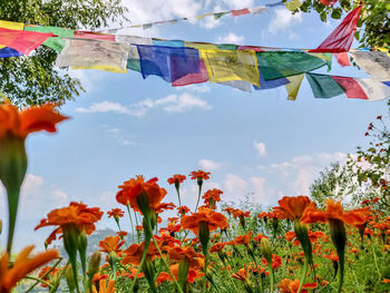 Low angle view of flowering plants against sky