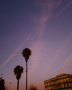 Low angle view of silhouette palm trees and building against sky