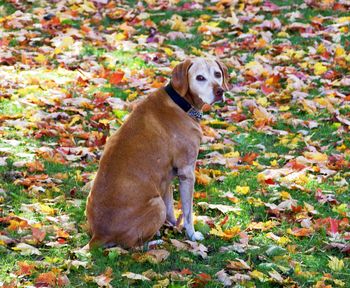 View of dog on field