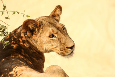 Close-up of lioness