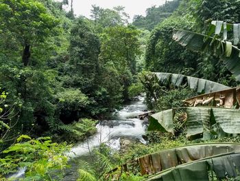 Scenic view of waterfall in forest