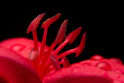 Close-up of wet red flower blooming against black background