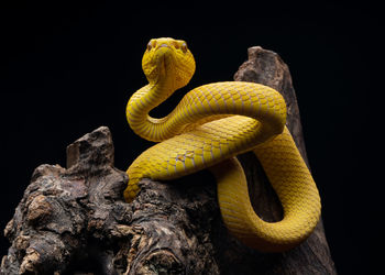 Close-up of snake against black background