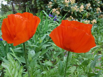 Close-up of orange poppy